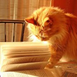 readingcat2